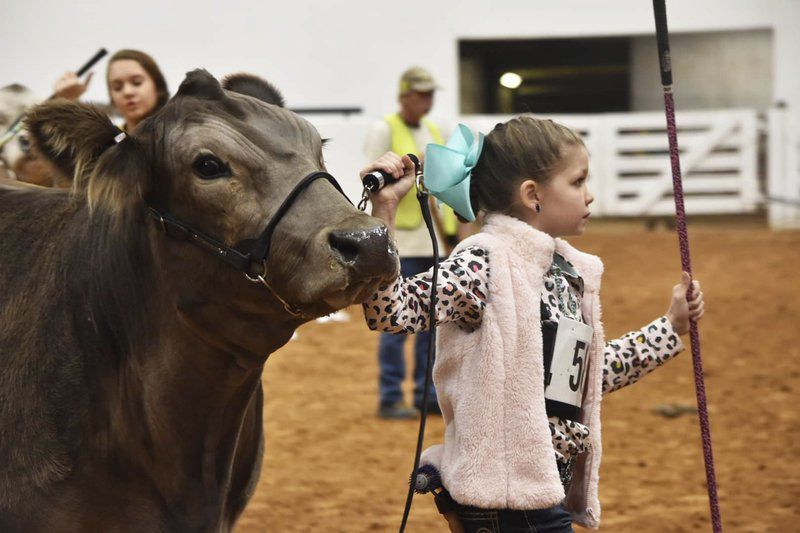 Weatherford youth takes it all at Fort Worth Braunvieh show